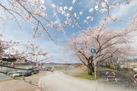 ＜ソメイヨシノ約300本＞都田川にかかる曳舟橋周辺に約200本のソメイヨシノが咲き誇る