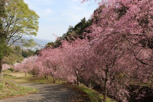 中腹部から