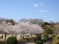 柏谷公園の桜