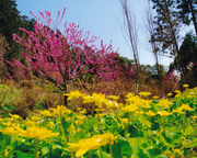 敷地里山公園の花桃