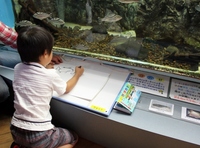 浜名湖で釣りたい生き物を描こう！応募作品は館内に展示