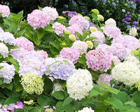 色とりどりの約3万株のアジサイが山を彩る
