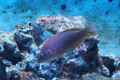 下田海中水族館 魚たちの七夕祭り