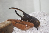 富士山樹空の森に昆虫が大集合！海外産の大型カブトムシやクワガタなど約40種類を展示