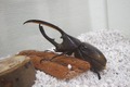 富士山樹空の森 カブトムシ・クワガタ展 こんちゅらすと！―観察と見比べの夏休み―