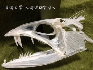 8月7日（水）東海大学 海洋研究学部「自由研究に！骨格標本を作ってみよう」