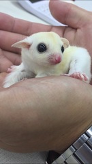 フクロモモンガもペットとして大人気！