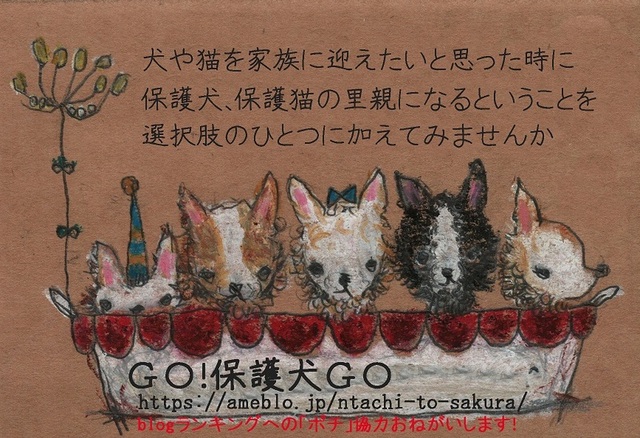 保護犬応援フリマ キラメッセ沼津 沼津市 アットエス