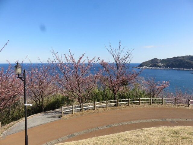 あたみ桜 四季の道桜まつり 熱海市 アットエス