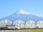 富士山の麓でいちご摘み