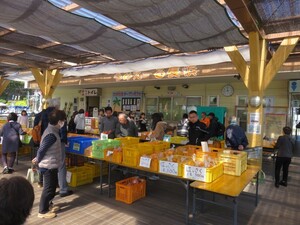 ハッサク・ブンタンなど中晩柑も多数、出荷されます