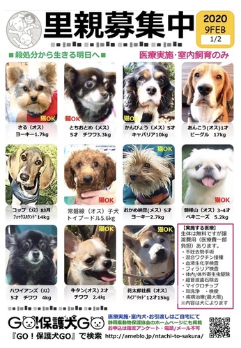 開催内容変更 ｇｏ 保護犬ｇｏ 保護犬の会 ドッグポート清水 静岡市清水区 アットエス