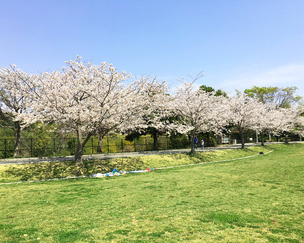 清水日本平運動公園の桜 静岡市清水区 アットエス
