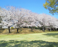 富士市中央公園の桜