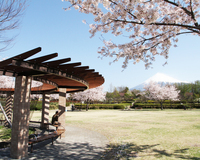 ＜ソメイヨシノ、山桜、しだれ桜など約70本＞　子連れのお花見にぴったり！富士山の眺望が抜群【公園】