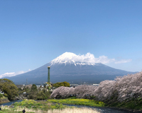 ＜ソメイヨシノ 約50本＞　富士山と桜が同時に楽しめる絶景お花見スポット！