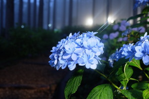 夜