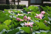蓮華寺池公園 花ごよみ「ハスの見頃」
