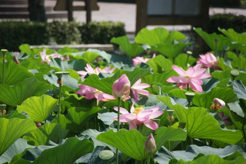 蓮華寺池公園 花ごよみ「ハスの見頃」