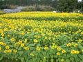 白糸自然公園のヒマワリ