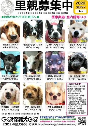 ｇｏ 保護犬ｇｏ 保護犬の会 ドッグポート清水 静岡市清水区 アットエス