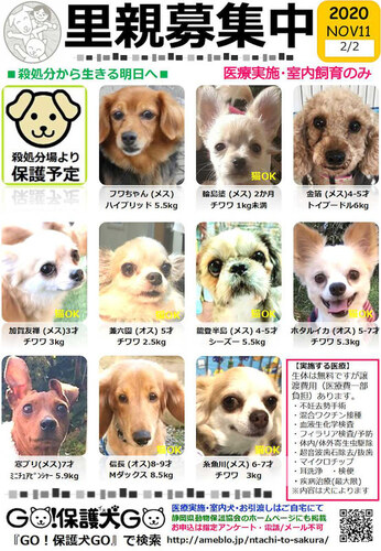 ｇｏ 保護犬ｇｏ 保護犬の会 ドッグポート清水 静岡市清水区 アットエス
