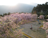 ＜ソメイヨシノ約20本＞美しい桜と千頭の町並みを一望【公園】