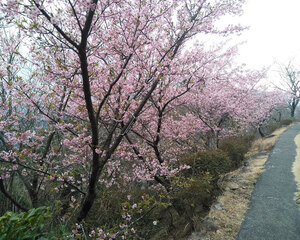 河津桜