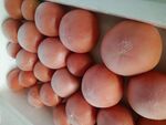 静岡県産トマト（Ｂ品、冷凍）詰め放題も開催！