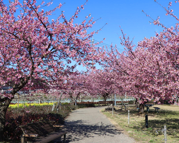 狩野川リバーサイドパークの桜 伊豆の国市 アットエス