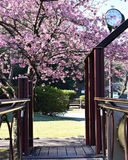 富士山を望む池の周辺を桜が彩る＜伊豆の国桜、河津桜約20本、しだれ桜約20本、ソメイヨシノ約60本など＞