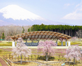 富士山樹空の森の桜