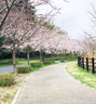 22世紀の丘公園の桜