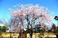 ＜ソメイヨシノ、しだれ桜など＞　白とピンクの花びらが舞い散る中、のんびり春の一日を【公園】