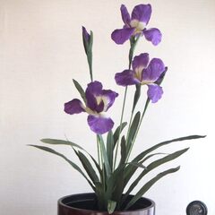 花菖蒲です。