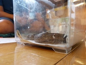 本物のヘビも登場します！