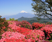 眼下に広がる富士山と駿河湾、ツツジ