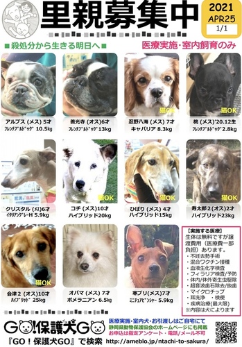 Go 保護犬go 桃ちゃん応援フリマ 島田市 アットエス