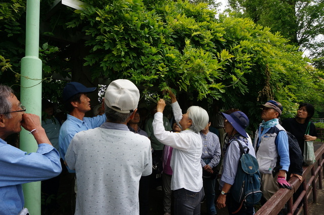 塚本こなみのフジの手入れ講座 浜松市南区 アットエス