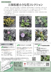 企画展「三保松原小さな花コレクション」チラシ裏