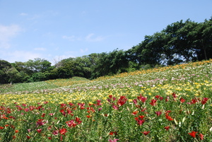 広大な園内は一面ゆり色！