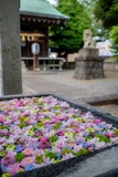 祭りに合わせて六社巡り