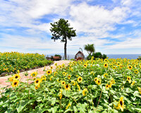 1株に100輪も咲く！？ 不思議なヒマワリ青い海と黄色い花々の鮮やかなコントラストが美しい！