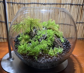 苔テラリウム