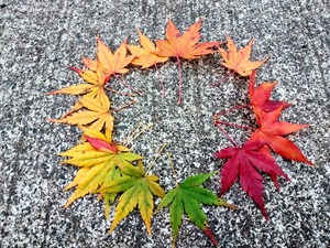 その季節、その時期にしか見ることのできない植物のご案内