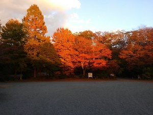 今年の紅葉はどんなかな？