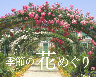 藤やツツジ、初夏バラなど！今楽しめる県内の花スポットは？