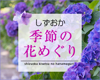 季節の花