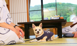 ワンちゃんの同泊も可能