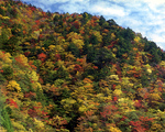 山犬段・大札山周辺の紅葉